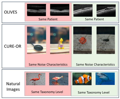 Taxes Are All You Need: Integration of Taxonomical Hierarchy Relationships into the Contrastive Loss