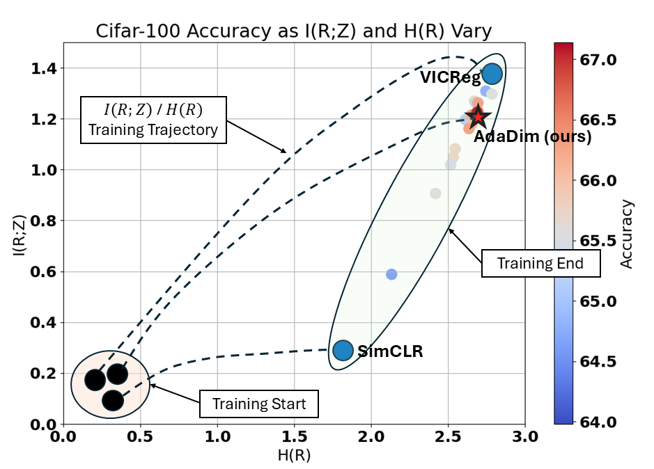 AdaDim: Dimensionality Adaptation for SSL Representational Dynamics